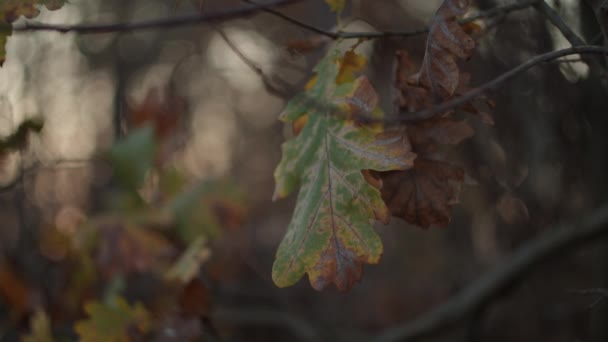 Eikenblad beweegt met de wind mee bij zonsondergang in het herfstbos in slow motion. Bruin oud eikenblad op boomtak in herfstpark. — Stockvideo