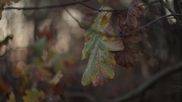 Oak leaf moving with the wind on sunset in fall forest in slow motion. Brown old oak leaf on tree branch in autumn park. — Stock Video