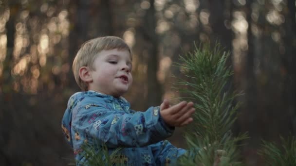 Blond jongetje in jasje raakt dennenboom met handen in de herfst park in slow motion. — Stockvideo