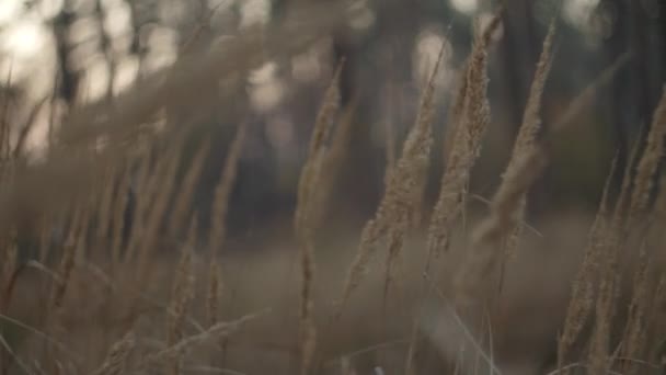Zblízka rostlina pohybující se z důvodu větru při západu slunce v podzimním lese ve zpomaleném filmu. — Stock video