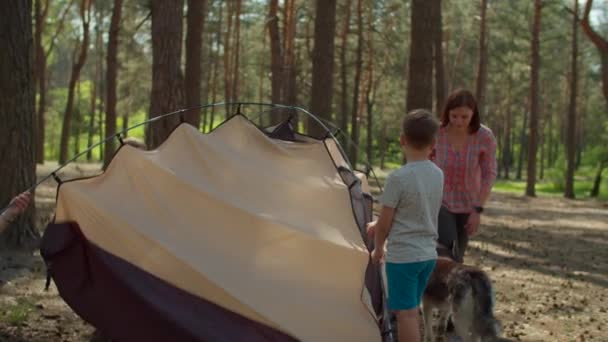 Two boys helping two moms to put up a tent in forest for their local family camping tourism. Family eco summer tourism. Slow motion, steadicam shot. — Stock Video