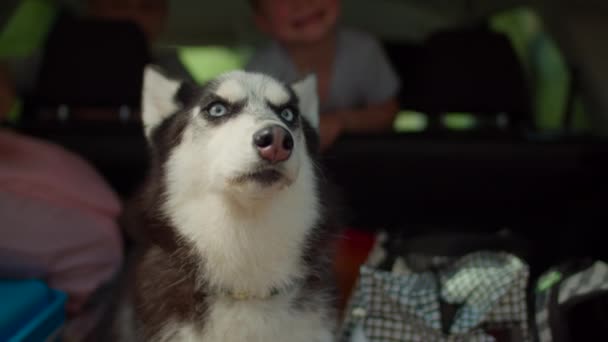 Lindo perro blanco y negro de cáscara siberiana adulto sentado en el maletero del coche lleno de bolsas de camping. Dos niños jugando en asientos traseros en el fondo . — Vídeo de stock