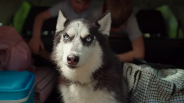 시베리안 허크 (Siberian Husk) 라는 검은색 과 흰색의 귀여운 개가 캠핑 가방으로 가득 찬 트렁크에 앉아 있다. 뒤에서 놀고 있는 두 아이. — 비디오