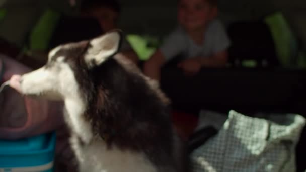 Duas mulheres, dois meninos tendo e cão Husky siberiano em férias de acampamento de verão. Família feliz de duas mães e dois filhos pegando sacos do porta-malas do carro e andando na floresta. Movimento lento, steadicam tiro . — Vídeo de Stock