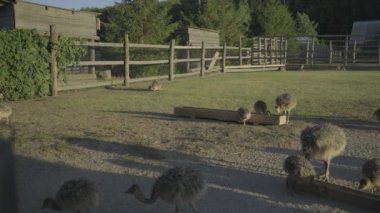 Kuşhanede yürüyen bir bebek devekuşu sürüsü. Genç devekuşları dışarıda yemek yiyor..