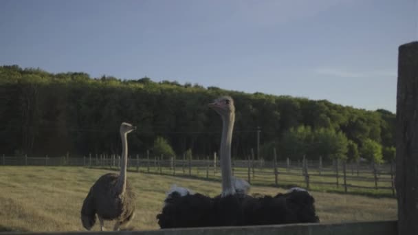 Familia de avestruces adultos en el aviario. Aves de avestruz macho y hembra. — Vídeos de Stock