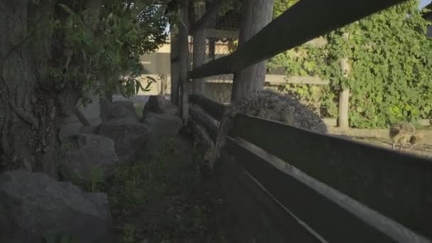 Una bandada de avestruces bebé caminando en el aviario. Avestruces jóvenes comiendo afuera. — Vídeos de Stock