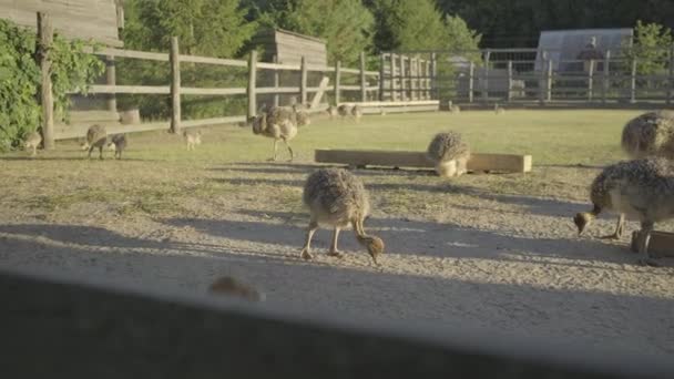 Un troupeau de bébés autruches marchant dans la volière. Les jeunes autruches mangent dehors. — Video