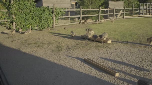 Una bandada de avestruces bebé caminando en el aviario. Avestruces jóvenes comiendo afuera. — Vídeos de Stock