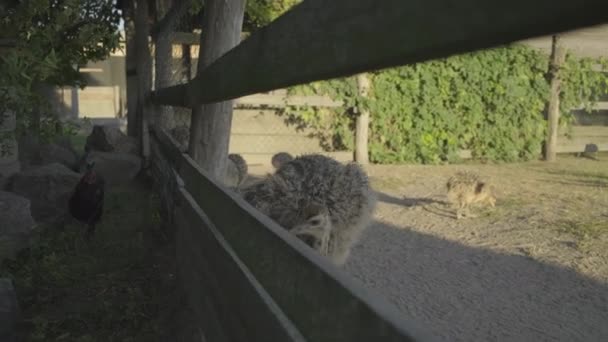 Een kudde kleine struisvogels die in de volière lopen. Jonge struisvogels die buiten eten. — Stockvideo