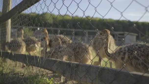 Stado strusiów spacerujących w ptaszarni. Młode strusie jedzące na zewnątrz. — Wideo stockowe