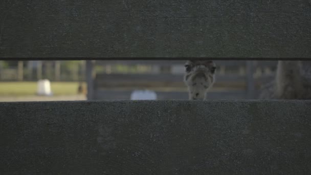 Un troupeau de bébés autruches marchant dans la volière. Les jeunes autruches mangent dehors. — Video