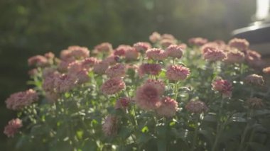 Bahçedeki gül çiçekleri güneşte 