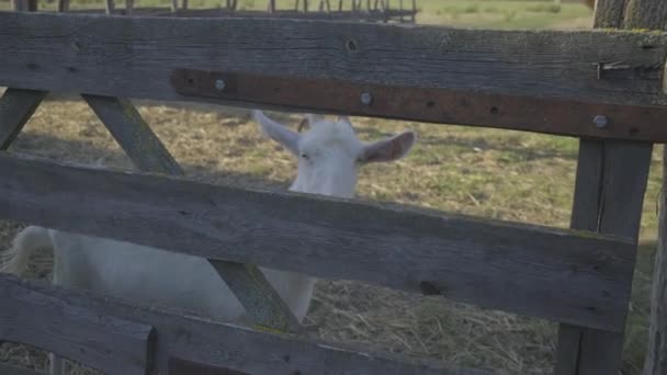 White goat face with horns looking through the fence with interest. Domestic animal farm. — Stock Video