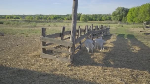 Gospodarstwo domowe z białymi kozami — Wideo stockowe
