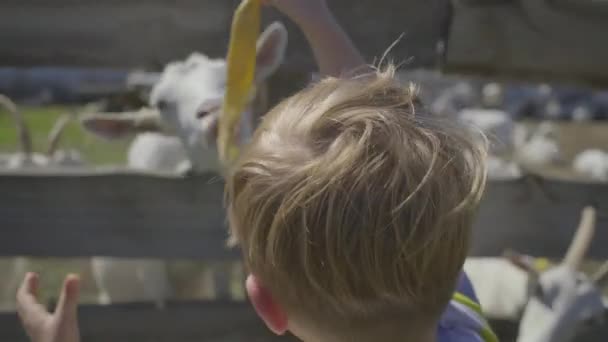 Przedszkolak karmiący kozy skórką melona przez płot. Kid jest szczęśliwy, aby bawić się ze zwierzętami domowymi na farmie kóz. — Wideo stockowe