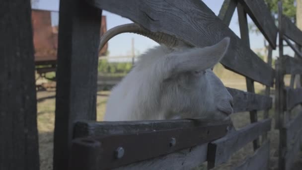 Cara de cabra branca com chifres olhando através da cerca com interesse. Exploração animal doméstica. — Vídeo de Stock