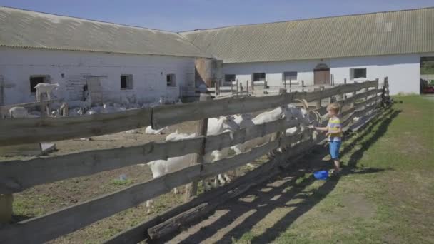 学龄前男孩通过栅栏喂山羊.孩子们很乐意在羊场上和家畜玩耍. — 图库视频影像
