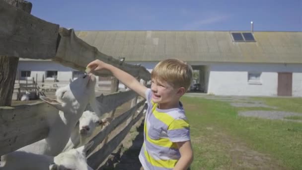Дошкольник кормит коз через забор. Малыш с удовольствием играет с домашними животными на козлиной ферме.. — стоковое видео