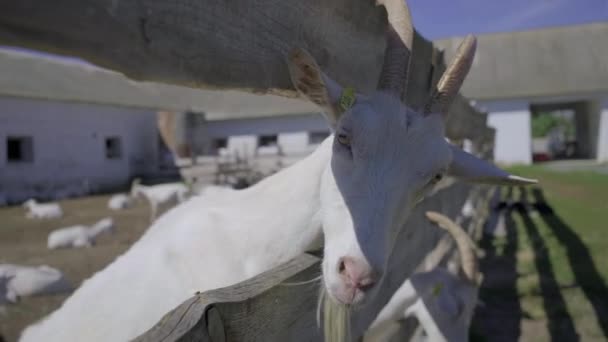 Um monte de cabras brancas com chifres em pé no cais. Fazenda animal doméstica. Rebanho de cabras. Cabra curiosa olhando para a câmera. — Vídeo de Stock