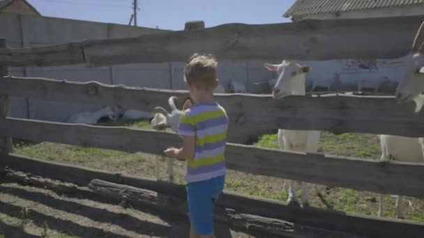 Az óvodás fiú kecskéket etet a kerítésen keresztül. A kölyök szívesen játszik háziállatokkal a kecskefarmon.. — Stock videók
