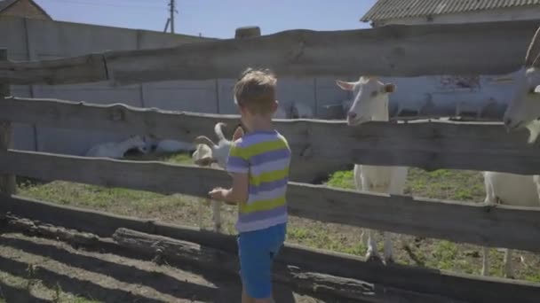 Mládenec, který krmí kozy přes plot. Kluk si rád hraje s domácími zvířaty na kozí farmě. — Stock video