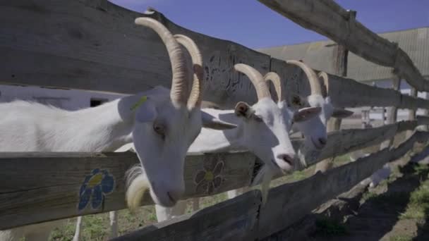Beaucoup de chèvres blanches avec des cornes debout dans le paddock. Ferme d'animaux domestiques. Troupeau de chèvres. Curieux chèvre regardant la caméra. — Video
