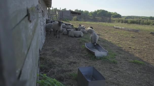 Ovejas y carneros en granja de animales domésticos. — Vídeo de stock