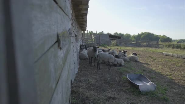 Schapen en rammen op een boerderij voor huisdieren. — Stockvideo