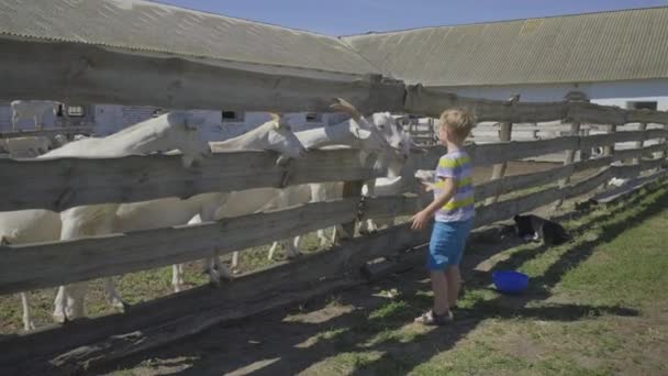 Хлопчик дошкільнят годує кіз через паркан. Хлопець із задоволенням бавиться з домашніми тваринами на козячій фермі.. — стокове відео