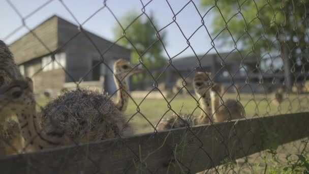 Um bando de avestruzes bebés a andar no aviário. Avestruzes jovens comendo fora. — Vídeo de Stock