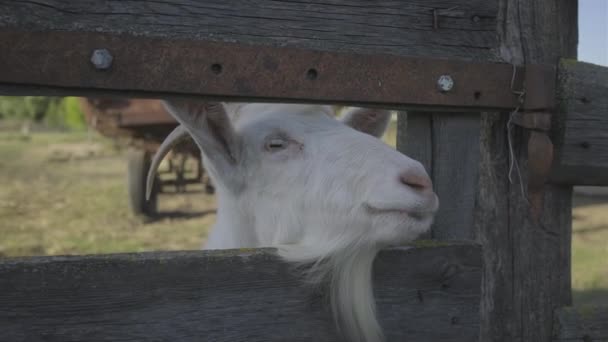 Cara de cabra blanca con cuernos mirando a través de la valla con interés. Granja de animales domésticos. — Vídeo de stock