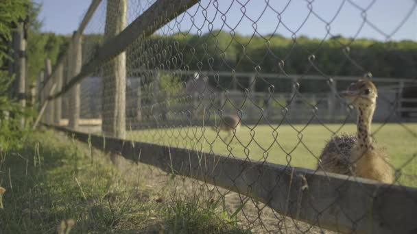 Een kudde kleine struisvogels die in de volière lopen. Jonge struisvogels die buiten eten. — Stockvideo