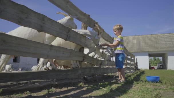 Anaokulu çocuğu çitin içinden keçileri besliyor. Çocuk keçi çiftliğinde evcil hayvanlarla oynamaktan mutlu.. — Stok video