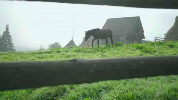 Brązowy koń wypasam się na letni górski łąka w mglisty ranek. Zwierzęta domowe w górach. — Wideo stockowe