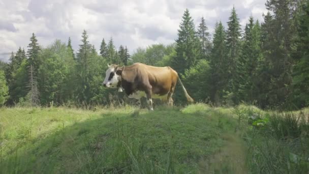 Beżowa krowa z dzwonkiem na szyi wypasa się na letniej górskiej łące w słoneczny dzień. — Wideo stockowe