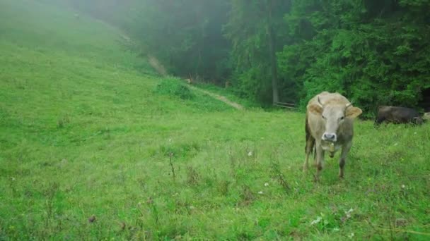 Vaca beige con una campana en el cuello roza en un prado de montaña de verano en la mañana brumosa. — Vídeos de Stock