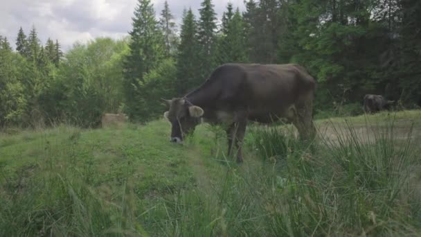 Коричнева корова з дзвоном на шиї пасеться на літній гірській луці в сонячний день.. — стокове відео