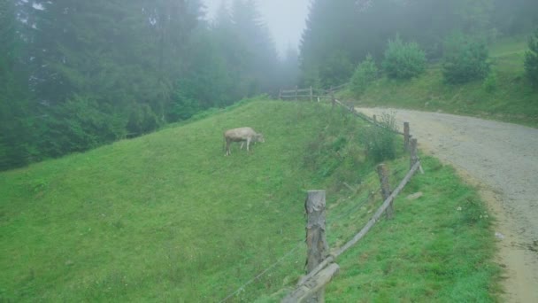 Бежева корова з дзвінком на шиї приносить на літньому гірському лузі в туманний ранок . — стокове відео