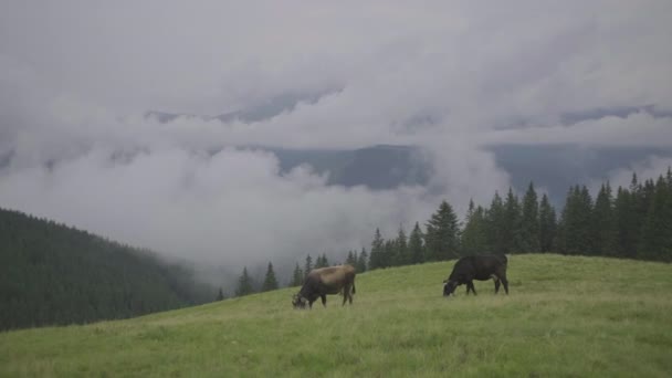 Due mucche marroni con le campane al collo pascolano su un prato di montagna estivo in una giornata nuvolosa. — Video Stock