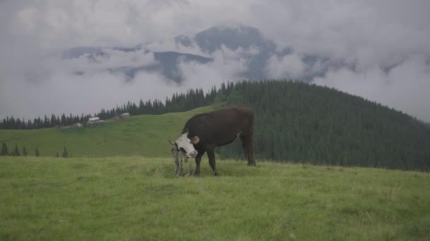 Brązowa krowa z dzwonkiem na szyi wypasa się na letniej górskiej łące w pochmurny dzień. Krowa stojąca na szczycie wzgórza. Góry w chmurach. — Wideo stockowe