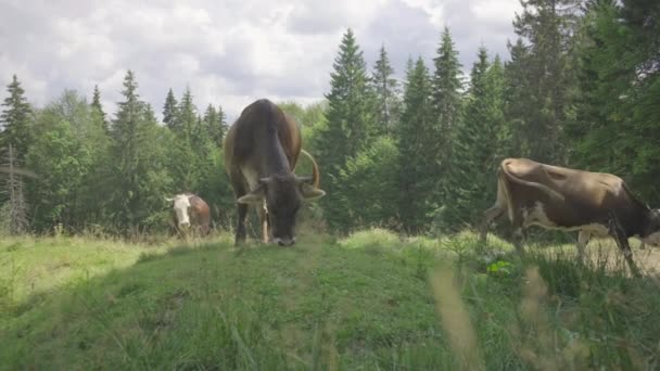 Trzy brązowe krowy z dzwonkami na szyi pasą się na letniej górskiej łące w słoneczny dzień. — Wideo stockowe
