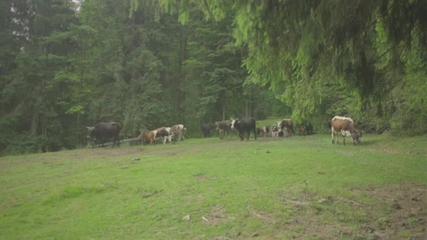 Stado krów z dzwonkami na szyi schodzących górską ścieżką na łąkę, by się wypasać. Krowy spacerujące w lesie górskim. — Wideo stockowe