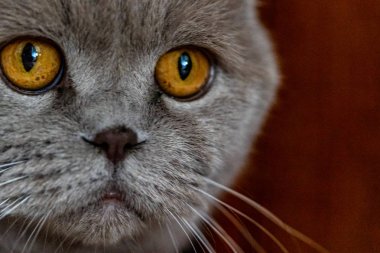 gri kedi yakın çekim