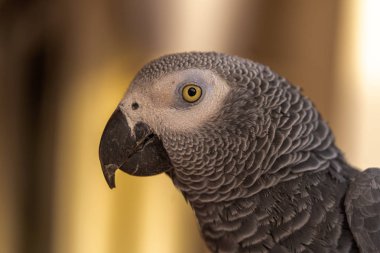 gri papağan portresi 