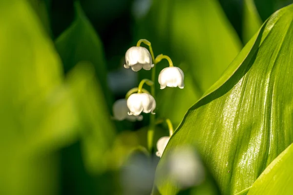 Piękna Biała Lilia Kwiatów Doliny — Zdjęcie stockowe