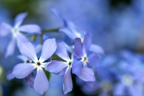 Beautiful Blue Flowers Background — Stock Photo, Image