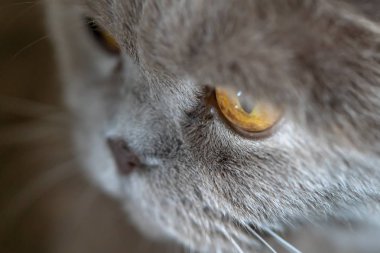 gri kedi yakın çekim