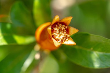 güzel portakal çiçeği arka plan 