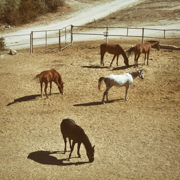 Horses Manege Cappadocia Turkey — Stock Photo, Image